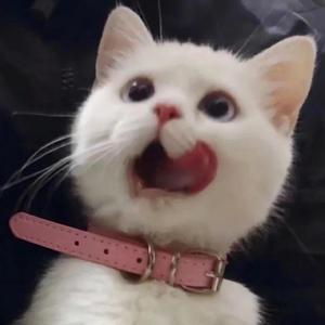 街头钞能力无删减版双胞胎
